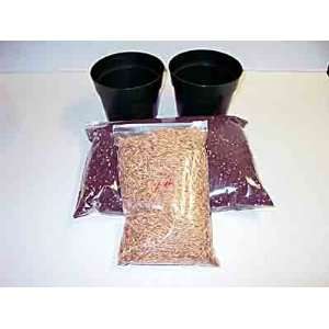  Wheat Grass Seed Kit 1lb  certified organic