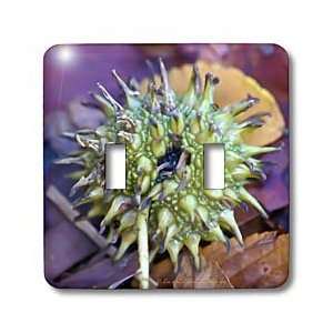   Sweet Gum Tree Seed Pod   Light Switch Covers   double toggle switch