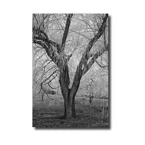  Winters Palace Vii Bw Giclee Print: Home & Kitchen