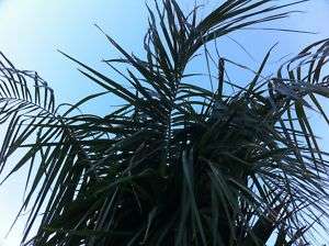 45G Live Mule Palm Hybrid Cold Hardy Field Grown Tree  