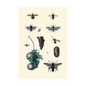  Insect Study #8 28x42 Giclee on Canvas