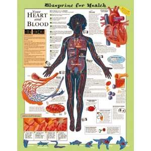 LWW Blueprint for Health Your Heart and Blood Chart Paper Laminated 
