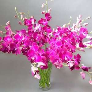  Long Stem Red Sonia Dendrobium Orchid Flowers Patio, Lawn 