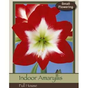  Full House Specialty Amaryllis Bulb Patio, Lawn & Garden