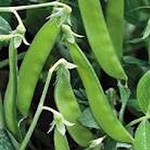  Norli Snow Pea Seed Pack Patio, Lawn & Garden