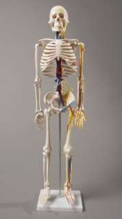 human skeleton 1st quality model with nerves blood vessels heart and 