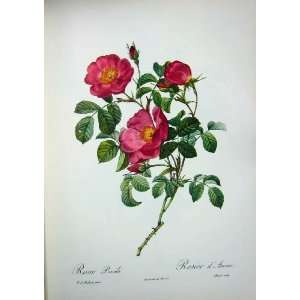   1959 Roses Flowers Rosa Pumila Red Yellow Green Leaves: Home & Kitchen