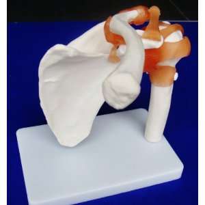 Model Anatomy Professional Medical Shoulder Joint Life Size IT 008 