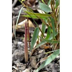    Fargesia sp. Sacbrida Bamboo (Clumping) Patio, Lawn & Garden
