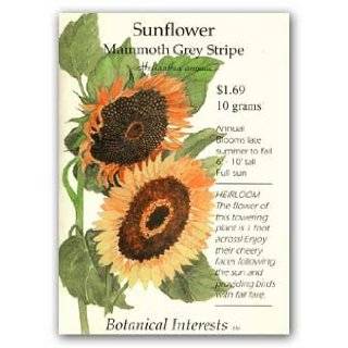  Mongolian Giant Sunflower 20 Seeds   Huge Seeds   Tall 