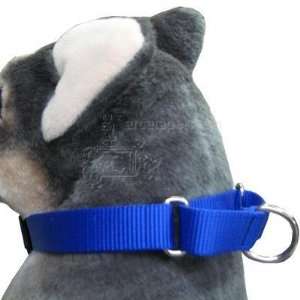  Lupine Martingale Dog Collar Blue 14 20 inches: Pet 