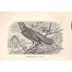  Nightingale 1862 WoodS Natural History Birds: Home 