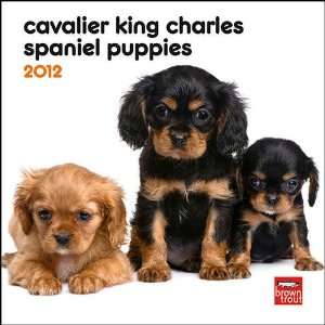   King Charles Spaniel Puppies 2012 Mini Wall Calendar: Office Products