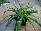 solid green spider plant great house plant expedited shipping 