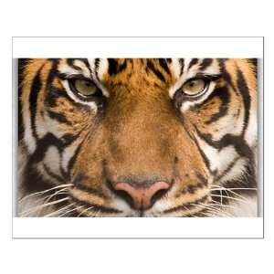  Small Poster Sumatran Tiger Face 