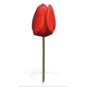  Red Tulip   Poster by Jay Schadler (15x27)