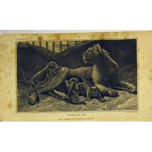  1820 Antique Print Lioness Cubs Dangerous Animals