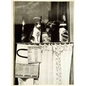  1954 Rotogravure Cat Window Bottles Rue Jacob Paris France Plant 
