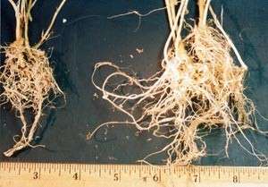10 TAB BAG Soil Moist Mycorrhizal ECTO Soil Additive  