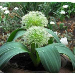   Ivory Queen   White Flowering Onion   50 per Box