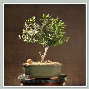 Holly Bonsai Tree (Dwarf Yaupon) I  Grocery & Gourmet Food