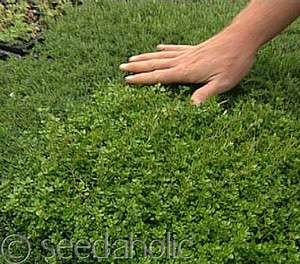 Thymus serpyllum ‘Creeping Thyme’ groundcover 1,750 Seeds Bulk 