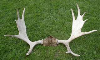 LARGE Moose 12 Point Shed Taxidermy Horns 46x29 Antlers  