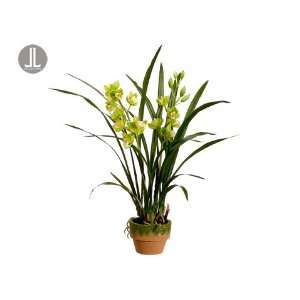  38 Cymbidium Orchid Plant in Cement Pot Green Cream