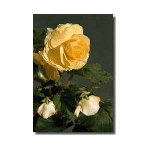 Yellow Roseform Begonia California Giclee Print 
