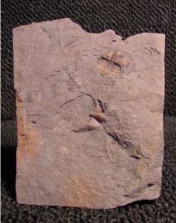 Fossil Trilobite Broggerolithus Broggeri Ord. BB04  