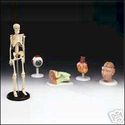 Set of 5 Anatomical Teaching Model/Models, Anatomy  