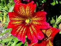 RED STAINED GLASS FLOWER SEEDS/ ANNUAL  