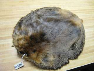 Tanned Beaver Hide Trapping Fur Coats Fur Craft # 336  