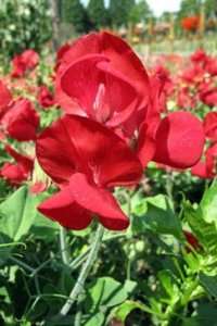 Sweet Pea Seeds ★ *Vibrant Red* ★ Reseeds Itself ★ Hardy 