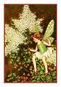 Thornbush Fairy by Ida Outhwaite Counted Cross Stitch Chart  