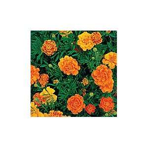  French Brocade Marigold   1/8 oz. Patio, Lawn & Garden