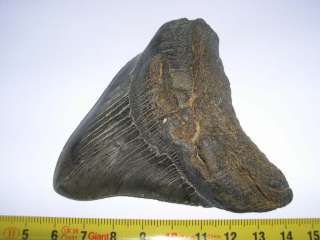   dent de requin Carcharodon megalodon (NA 9.8 cms 15 )