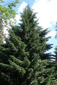 Blue Siberian Spruce, Picea obovata caerulea, Tree Seeds  