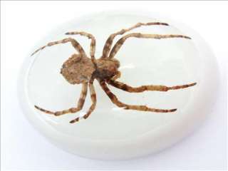 Insect Cabochon (40x30 mm)   Ghost Spider (on white)  