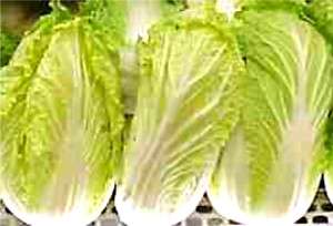 Apollo Chinese Cabbage 20 seeds  