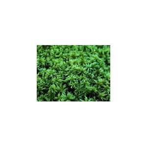  Sphagnum Moss, Carnivorous Plant Companion Patio, Lawn 