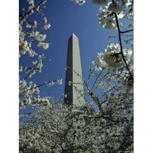 Washington Monument Seen Through Cherry Blossom Trees, Washington, D.C 