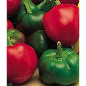  Pepper, Hot Large Cherry 1 Pkt. (100 seeds) Patio, Lawn 