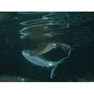  Caribbean Reef Squid Defends its Claim to a Nearby Female 