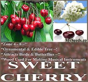 Sweet Mazzard Cherry Tree Seeds Prunus avium Showy Fragrant Flowers 