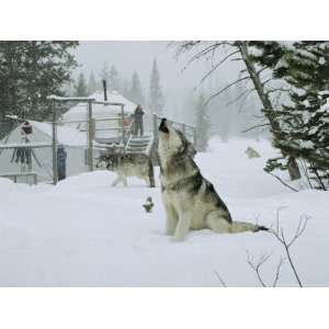  Gray Wolves, Canis Lupus, Surround the Dutchers Snowy Camp 