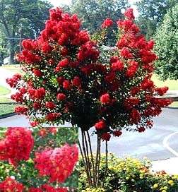 Lagerstroemia indica Dynamite Red Crepe Myrtle  