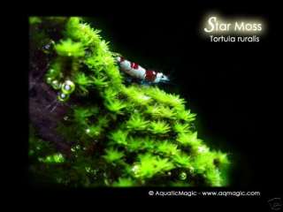 Star Moss   for live freshwater tropical fish AZ  