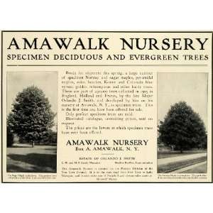  1909 Ad Amawalk Nursery Evergreen Trees Dendrology 