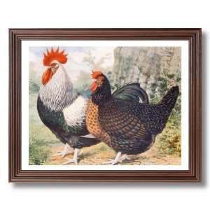  Framed Cherry Exotic Dark Dorkings Chicken Animal Pictures 